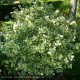 EUONYMUS fortunei Emerald Gaiety