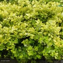 EUONYMUS fortunei Emerald Gold