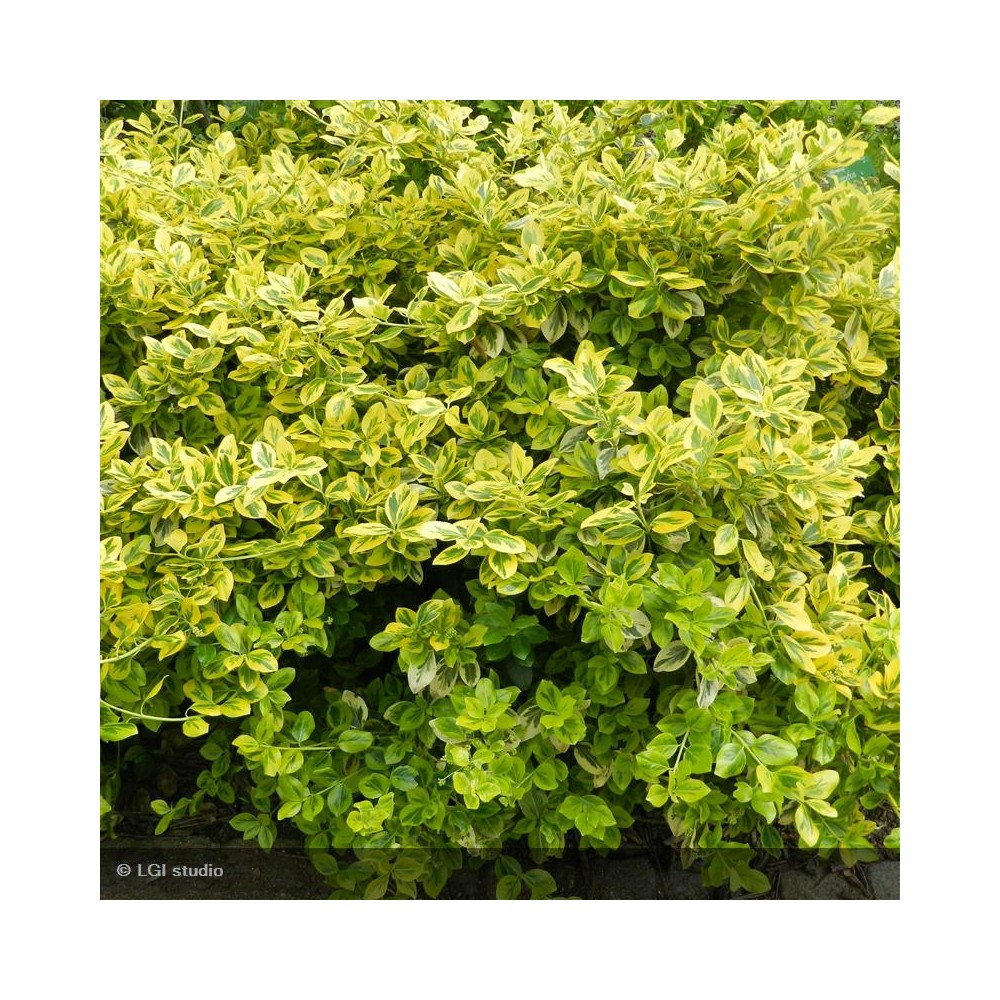 EUONYMUS fortunei Emerald Gold