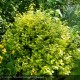 EUONYMUS fortunei Emerald Gold