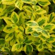 EUONYMUS japonicus Aureomarginatus
