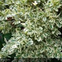 EUONYMUS japonicus Bravo