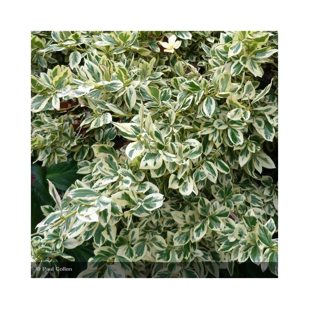 EUONYMUS japonicus Bravo