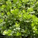 EUONYMUS japonicus President Gauthier