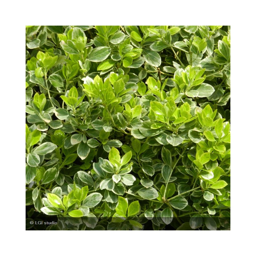 EUONYMUS japonicus President Gauthier