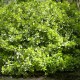 EUONYMUS japonicus President Gauthier