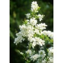 EXOCHORDA x macrantha The Bride