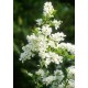 EXOCHORDA x macrantha The Bride