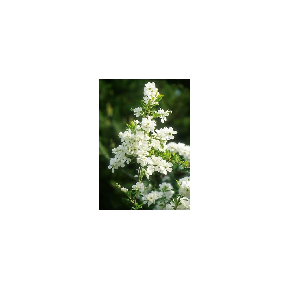 EXOCHORDA x macrantha The Bride