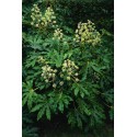 FATSIA japonica