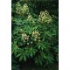 FATSIA japonica