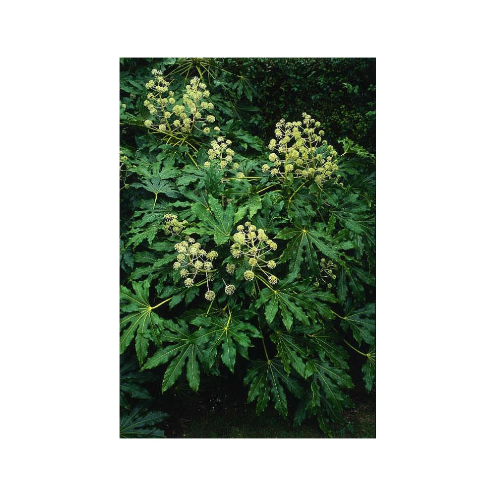 FATSIA japonica