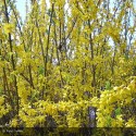 FORSYTHIA x intermedia Lynwood Gold