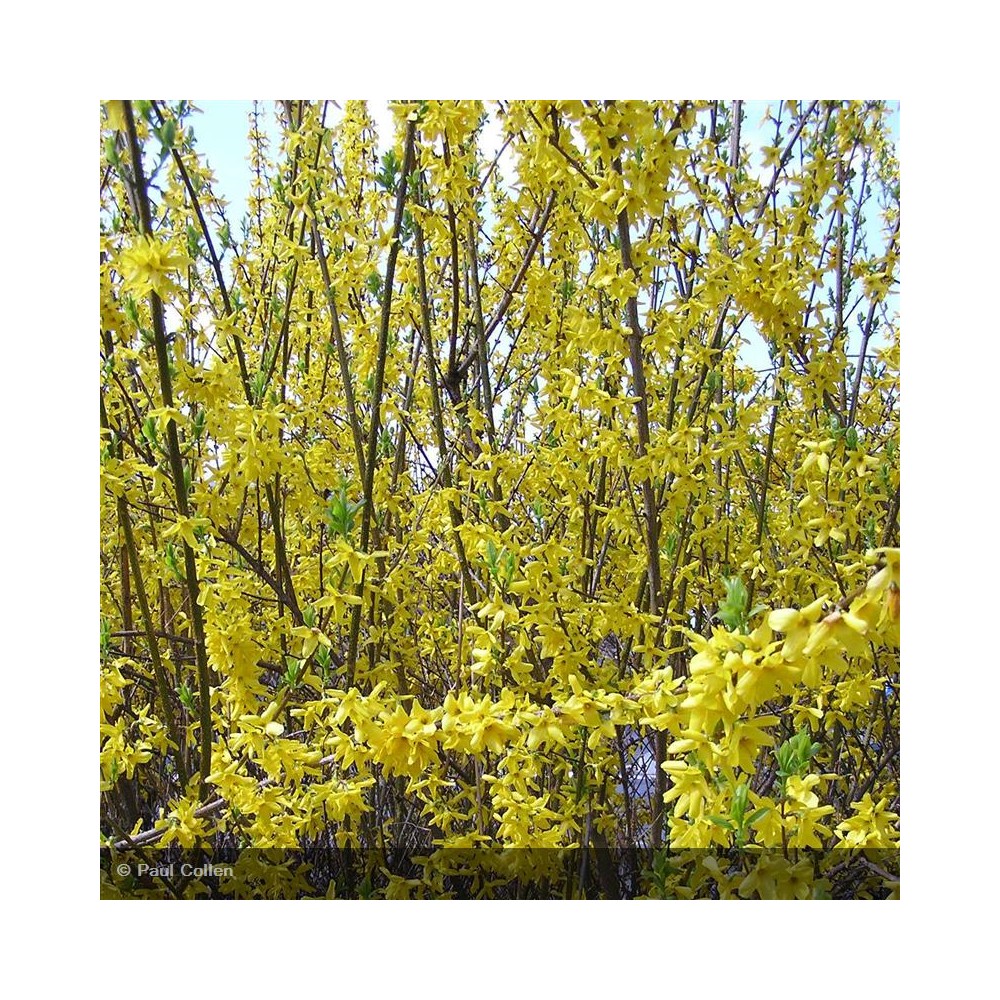 FORSYTHIA x intermedia Lynwood Gold