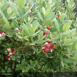 FEIJOA sellowiana