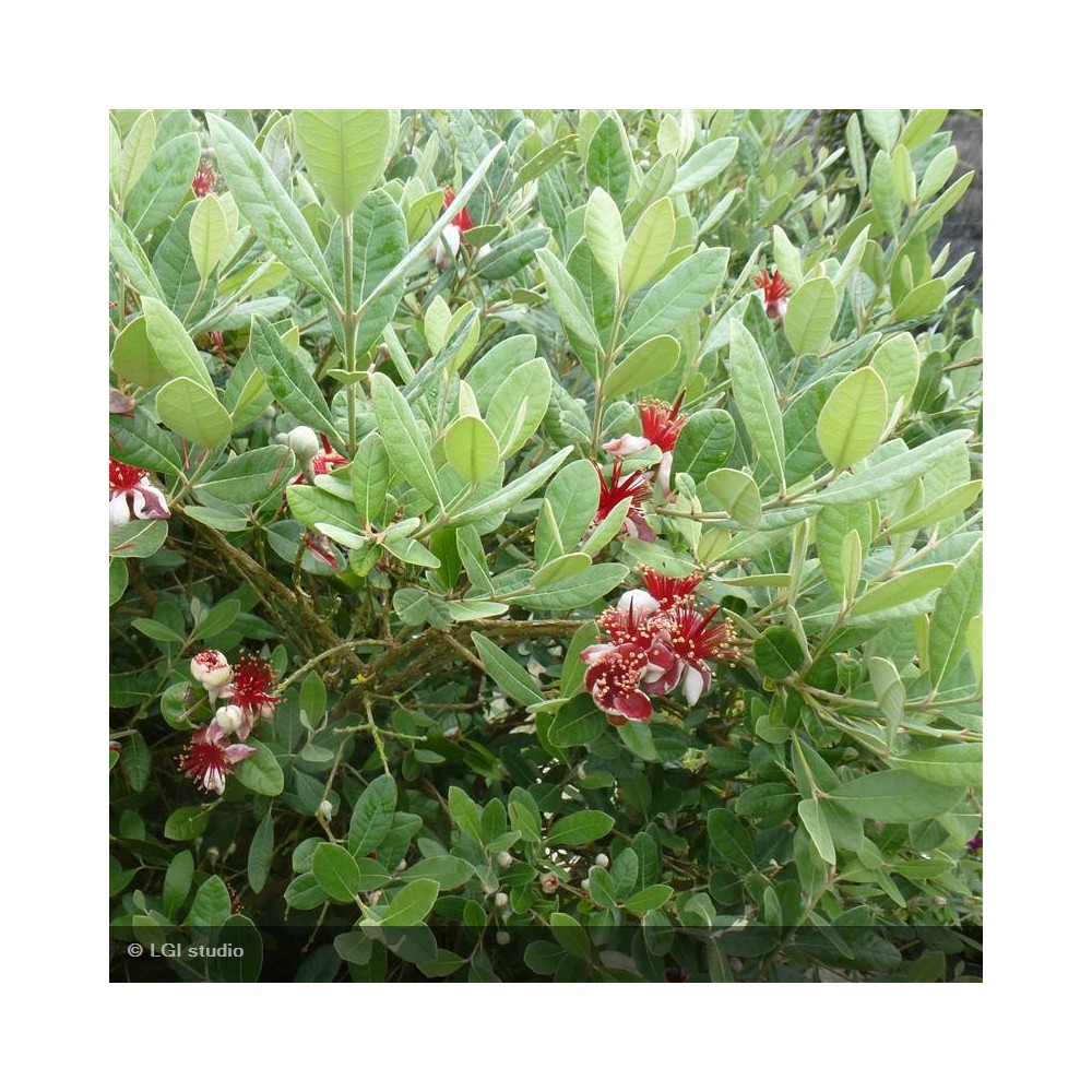 FEIJOA sellowiana