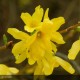 FORSYTHIA x intermedia Lynwood Gold