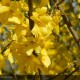 FORSYTHIA x intermedia Lynwood Gold