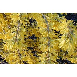 FORSYTHIA x intermedia Marée d'Or®