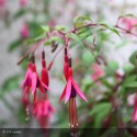 FUCHSIA magellanica Riccartonii