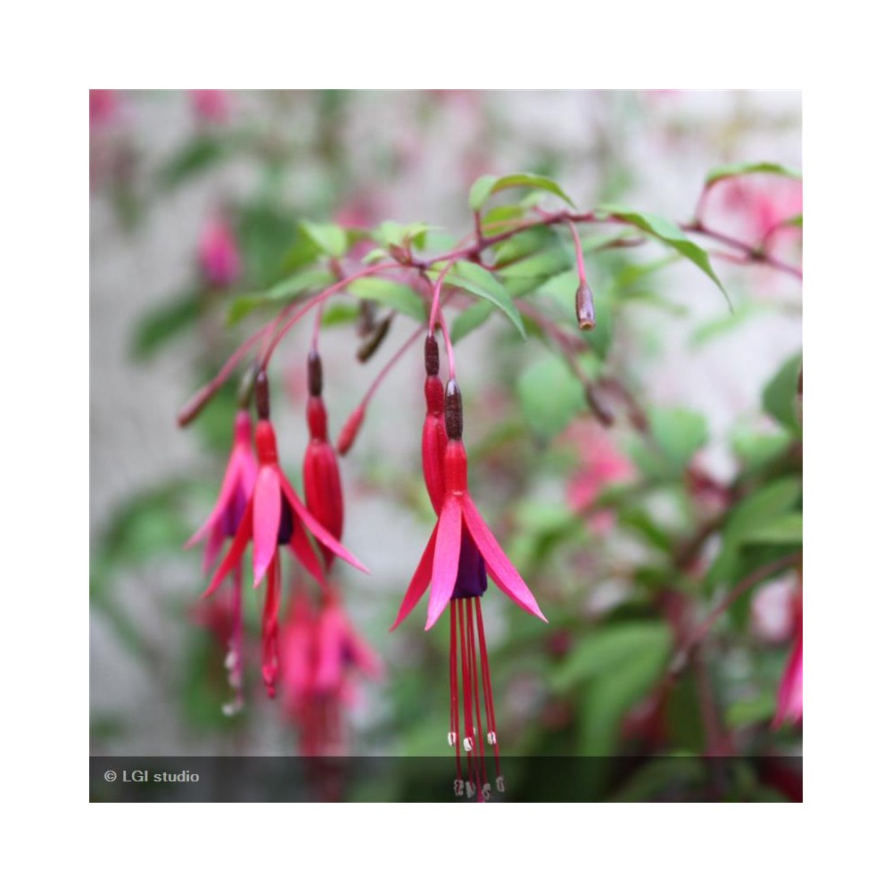 FUCHSIA magellanica Riccartonii