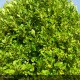 GRISELINIA littoralis
