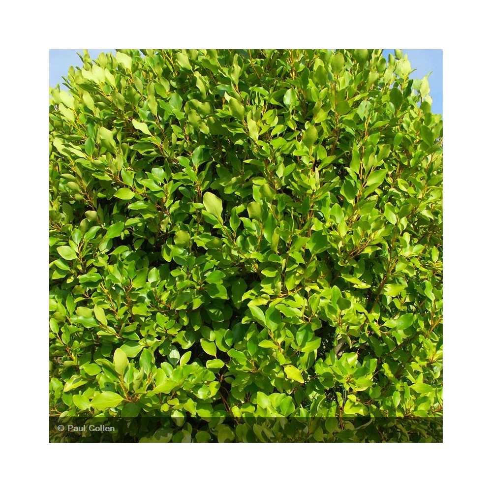 GRISELINIA littoralis