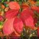 AMELANCHIER canadensis