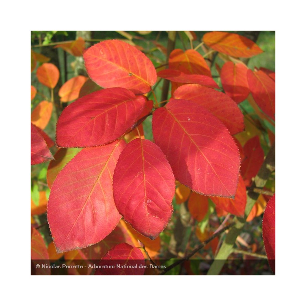 AMELANCHIER canadensis