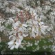 AMELANCHIER canadensis