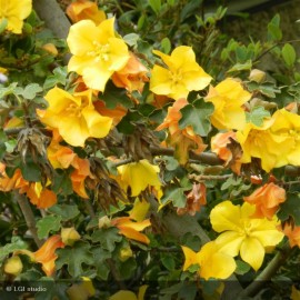 FREMONTODENDRON californicum California Glory