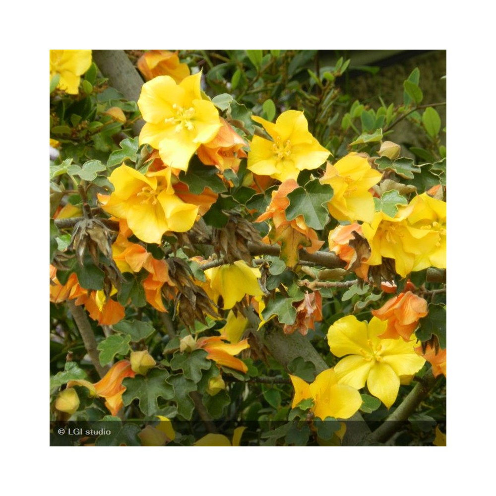 FREMONTODENDRON californicum California Glory