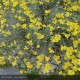 HELICHRYSUM italicum