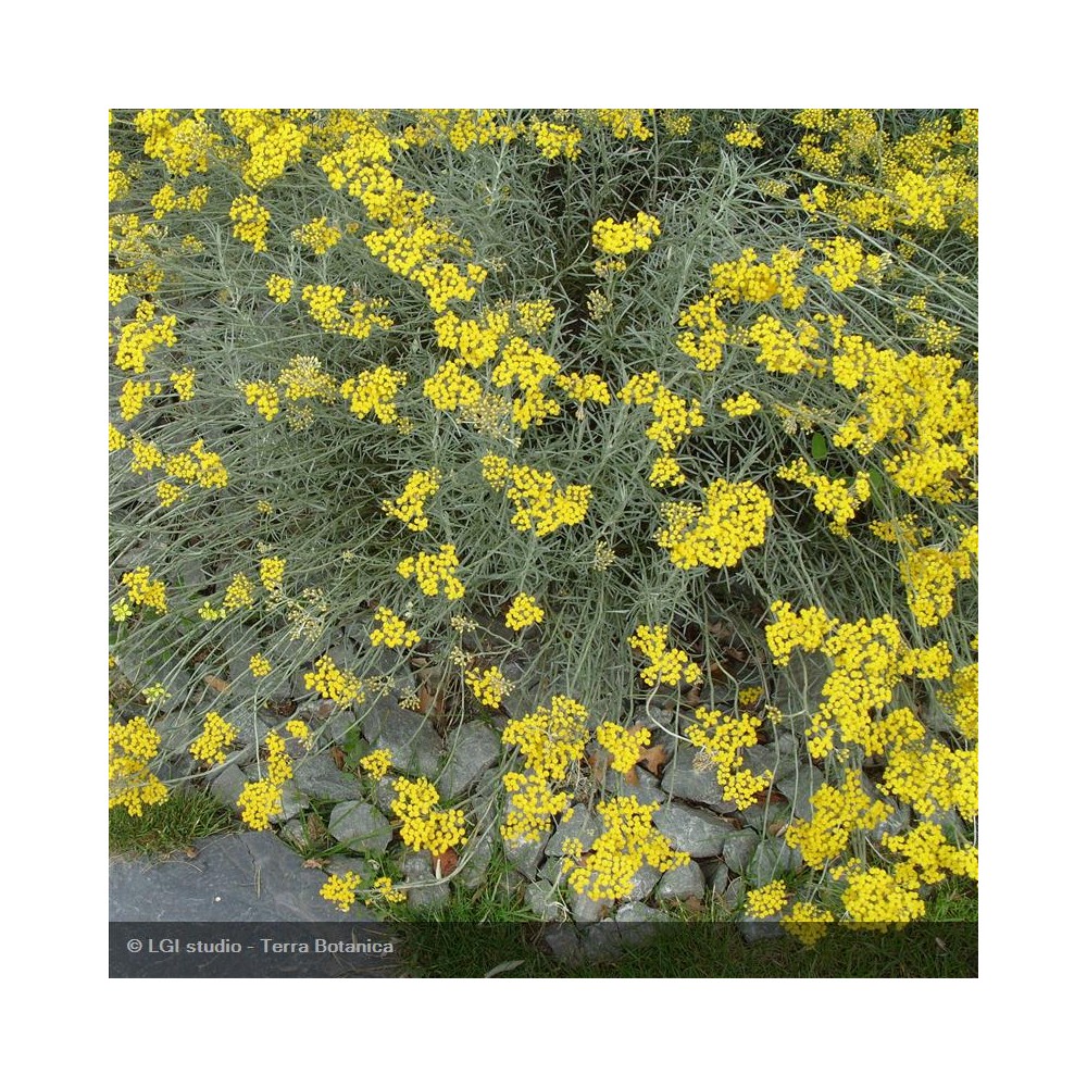 HELICHRYSUM italicum