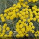 HELICHRYSUM italicum