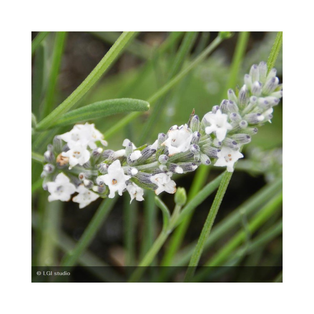 Lavande blanche (Lavandula Angustifolia Edelweiss) - Plantes de Provence
