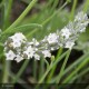 LAVANDULA angustifolia Edelweiss