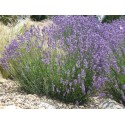 LAVANDULA angustifolia Munstead