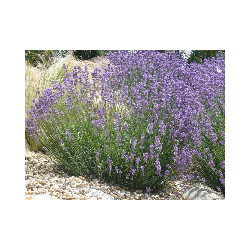 LAVANDULA angustifolia Munstead