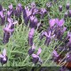 LAVANDULA stoechas Pedunculata