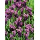 LAVANDULA stoechas Regal Splendor®