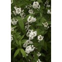 PHILADELPHUS minnesota Snowflake