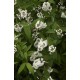 PHILADELPHUS minnesota Snowflake