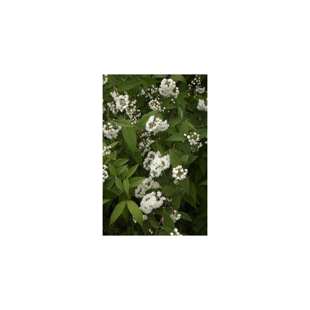 PHILADELPHUS minnesota Snowflake