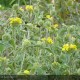 PHLOMIS fruticosa