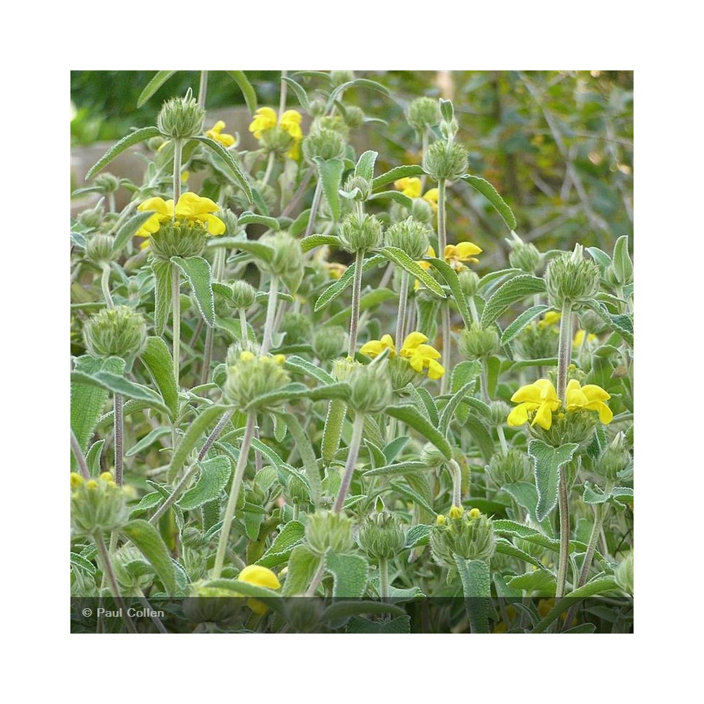 PHLOMIS fruticosa