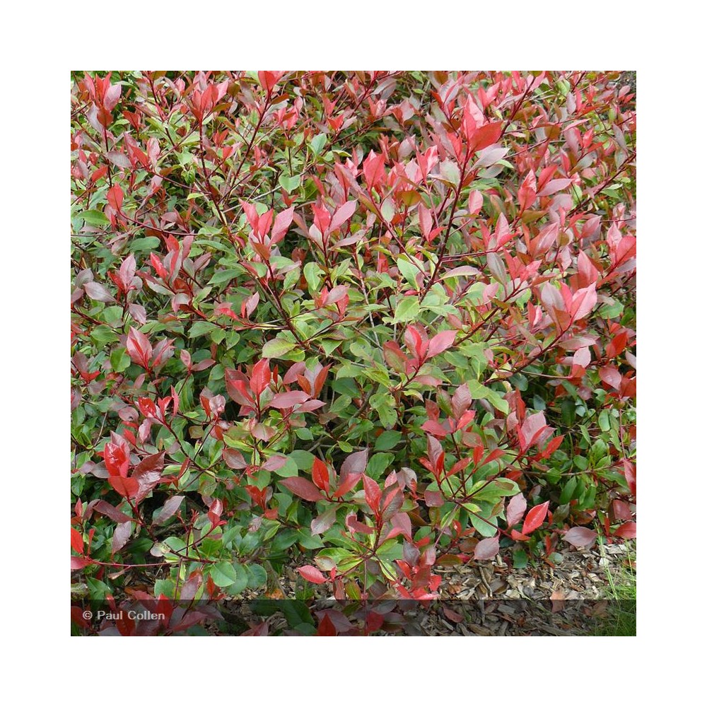 PHOTINIA x fraseri Corallina - Ppinires de Corme-Royal