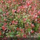 PHOTINIA x fraseri Corallina®