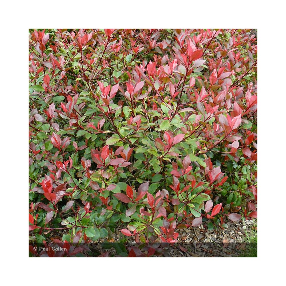 PHOTINIA x fraseri Corallina®