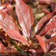 PHOTINIA x fraseri Pink marble®